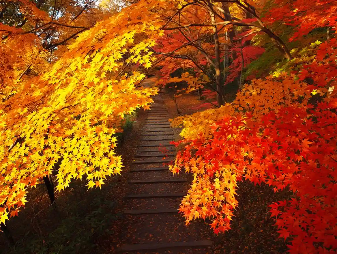 Fall autumn leaves - adapting seasonal skincare routine with Multani Mitti clay masks